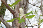 Umbrella tree